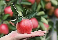 Nahaufnahme von einer Hand die einen roten Apfel in der Hand hält, an dem noch Blätter hängen